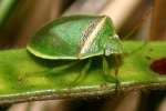 Small Green Stink Bug / Red-Shouldered Stink Bug