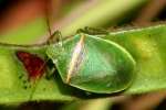 Small Green Stink Bug / Red-Shouldered Stink Bug