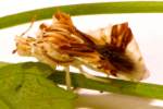 Jagged Ambush Bug