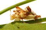 Jagged Ambush Bug