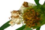 Jagged Ambush Bug