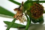 Jagged Ambush Bug