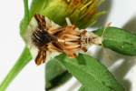 Jagged Ambush Bug