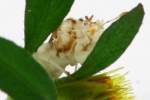 Jagged Ambush Bug