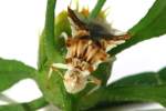 Jagged Ambush Bug