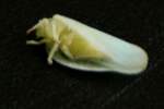 Planthopper