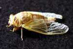 Cicada - Just emerged