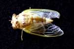 Cicada - Just emerged