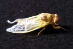Cicada - Just emerged