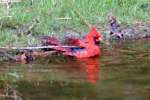 Northern Cardinal Bathing in Toledo Bend Lake