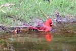 Northern Cardinal Bathing in Toledo Bend Lake