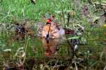 Northern Cardinal Bathing in Toledo Bend Lake