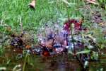 Northern Cardinal Bathing in Toledo Bend Lake