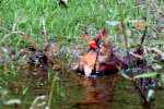 Northern Cardinal Bathing in Toledo Bend Lake