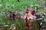 Northern Cardinal Bathing in Toledo Bend Lake