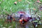 Northern Cardinal Bathing in Toledo Bend Lake