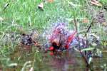 Northern Cardinal Bathing in Toledo Bend Lake