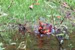 Northern Cardinal Bathing in Toledo Bend Lake