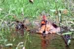 Northern Cardinal Bathing in Toledo Bend Lake