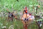 Northern Cardinal Bathing in Toledo Bend Lake