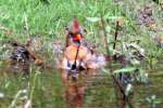 Northern Cardinal Bathing in Toledo Bend Lake