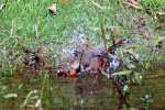 Northern Cardinal Bathing in Toledo Bend Lake