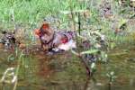 Northern Cardinal Bathing in Toledo Bend Lake