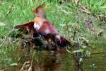 Northern Cardinal Bathing in Toledo Bend Lake