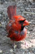 Male Cardinal in Molt
