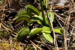 Venus Flytrap