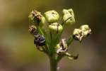 Venus Flytrap