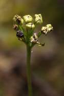 Venus Flytrap