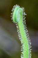 Threadleaf Sundew