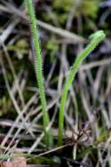 Threadleaf Sundew