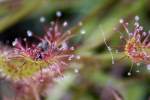 Dwarf Sundew