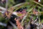 Dwarf Sundew