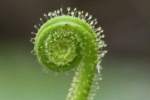 Threadleaf Sundew