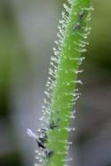 Threadleaf Sundew