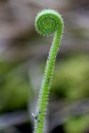 Threadleaf Sundew