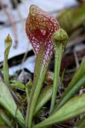 Parrot Pitcher Plant