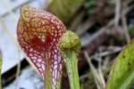 Parrot Pitcher Plant