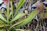 Parrot Pitcher Plant