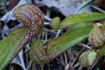 Parrot Pitcher Plant