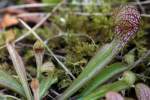 Parrot Pitcher Plant