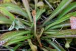 Parrot Pitcher Plant