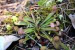 Parrot Pitcher Plant