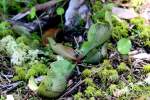 Purple Pitcher Plant