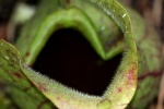 Purple Pitcher Plant