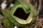 Purple Pitcher Plant