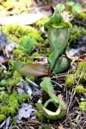 Purple Pitcher Plant